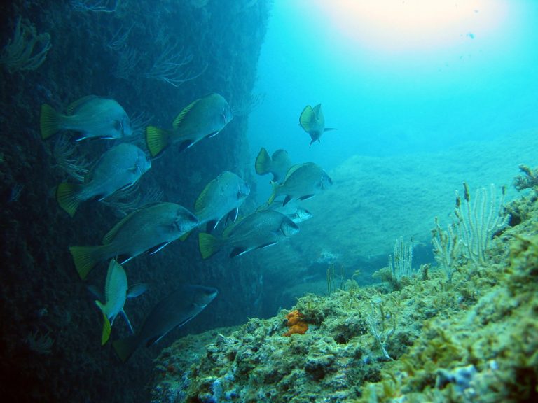 Reserva Isla Grosa masmarbuceo